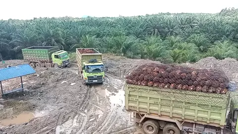 #sawitkalimantan #fypシ゚ #Drivermuda #hino500truck #kalbar #kalbarkapuashulu sawit kalbar