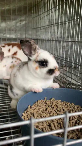 The babies are now 3 weeks old! #minirex #rabbit #rabbits #bunny #bunnies #showrabbits #3weekold #3weeks #babybunny #babybunnies #eating #dinner #cure #adorable #Love #triminirex #minirexbabies 