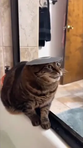 Funny videos 🤣#cat #cats #catsoftiktok #funny #funnycat #funnyvideos #fyp #fypシ #foryou #foryoupage #funnyanimal #funnytiktok #cutecat 