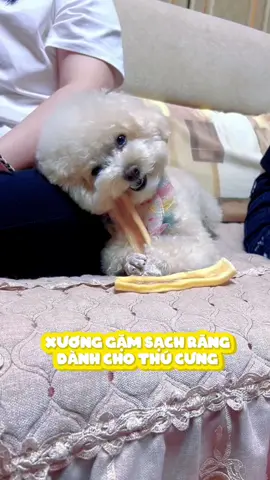 Xương gặm vừa giúp sạch răng. Vừa đỡ ngứa răng các bé không còn cắn phá lung tung nữa #cute #cutedog #puppy #puppydog #fyp #doglover #animals #pets 