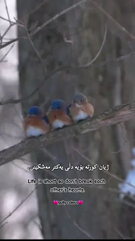 💔ژیان کورتە بۆیە دڵی یەکتر مەشکێنن💔 #ژیان #ژیانێکی_پر_لە_هــیــچ🥀🖤 #ژیانێکی_تال🥀 #دڵ #خۆشیەکانی_ژیان_کاتیە #کوردستان_سلێمانی_کەرکوک_هەولیر #دهوك #هەولێر #سلێمانی #العراق #ترند #مشاهدات 