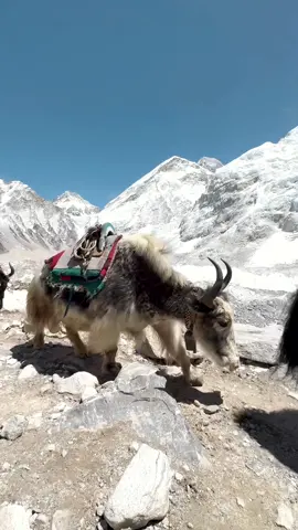 in the middle of nowhere 🏔️ with Mount Everest in the background. The yak is one of the most enduring symbols of the high Himalayas. It can be as tall as 2.2 metres at the shoulder, and weigh up to a thousand kilogrammes. The yak is a high altitude animal, usually found 2,000-5,000 metres above sea level. It is superbly adapted to the climate of the area in which it lives, which includes conditions of “cold winter, low oxygen content, high solar radiation, and cyclical nutrition with short growing seasons”.  #yak #mounteverest #nepal #visitnepal #basecamptrek #mounteverestbasecamp #mounteverestbasecamptrek #yakbasecamp #yaknepal #nepaltravel #unknowncraving