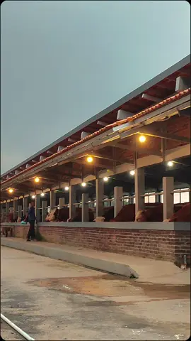 menuju sendakala🌠 . . #tiktok #peternaksapiindonesia #qurban2024 #sapiqurban #fyp #adrfarmtegal #kandangsapi #fyppppppppppppppppppppppp #jumbo #bulls #cow #sapi #tegalhits #radartegal #infotegal 