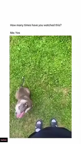 Funny and cute dogs compilation 🤣… #funnydog #funnypet #cutedog #dogsoftiktok #doglover #dog 