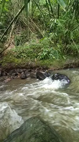 Capek dan penat hilang seketika dengan suara aliran sungai deras alami #sungai  #river  #nature  #asmr  #alam  #indah  #asri  #fypreels  #fypviral  #fypfbpro 