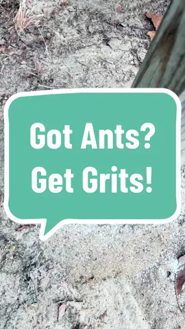 Got a big ant hill outside & don’t want to use chemicals? Grab some uncooked grits & sprinkle on the mound. Ants can’t digest them and they die. #ants #anthills #grits #itsssouthernthing #nomoreants #chemicalfree