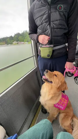 What a great day!!  #pet #pets #petstagram #petsofinstagram #petsofig #puppy #puppylove #puppylife #puppygram #puppyoftheday #puppyofinstagram #puppies #puppiesofinstagram #puppiesofig #puppiesofinsta #dog #dogsofinstagram #dogs #dogoftheday #doglover #retriever #retrieveroftheday #retrieverpuppy #retrieverpuppies #retrieveraddiction #goldenretriever #goldenretrievers #goldenretrieversofinstagram #goldenretrieverpuppy