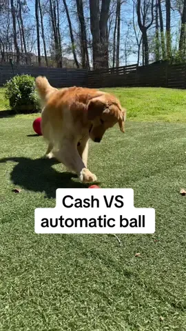 Might be the best purchase ever? 🎾 #dog #goldenretriever #dogtoy #amazon #interactive #dogmom #doglover #funnydog #dogsoftiktok #dogenrichment 