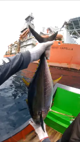 MANCING IKAN TUNA SIRIP KUNING (yellowfin tuna) DI DEKAT KAPAL WEST CAPELLA PENGEBORAN LEPAS PANTAI ACEH #ikantuna #ikantunafresh #ikantunaaceh #ikantunaindonesia #ikantunasiripkuning 