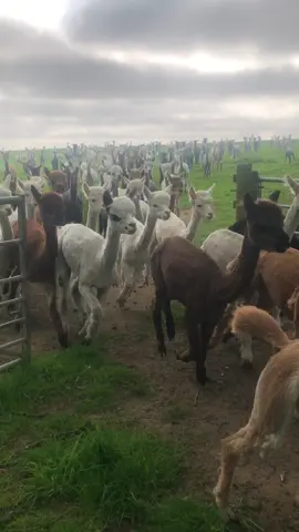 The alpacas just keep coming. #alpacas #alpacasoftiktok #farmlife #alpacafarm #fy #fyp #foryou #foryoupage #foryoupageofficiall #foryourepage #fypシ゚viral #fypシ゚ #feelgood #feelgoodfactor #weekend #WeekendVibes #run 