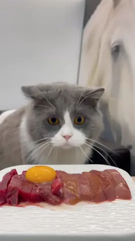 #cat #kitty #asmr #adorablecat #catlover #кошка #cutecat #catoftiktok #pet #cute #meow #funnyvideos #แมว #kat #고양이 