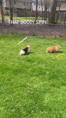 Corgi booty spin dodge . . . . . . . . . . . . . . . . . . . . #Corgi #BootySpin #CuteDogs #dogsoftoronto #torontodogs #mississaugapets