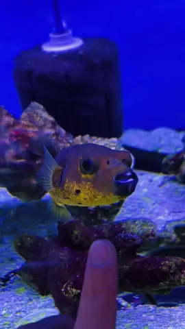 This baby needs me .. & a deworming 🫣 one day!! I definitely have puffer fever , but ill have to puff pass on any right now 😆@Third Place Aquatics  #pufferfish #pufferfishtank #dogfacepuffer #fahakapuffer #peapuffer 