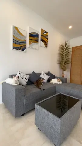 Selamat siang guys😂 #cat #catsoftiktok #cattok #catlovers #catlover #kucing #fypシ゚viral #fypシ゚viral #fypage #fyppppppppppppppppppppppp #fypdongggggggg #fypp #fypシ゚ 