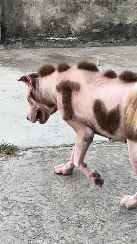 #CapCut 😂😂😂 #chóhàihước #chó_cưng #hoanganhalaska #fyp #xuhuong #funny #dogsoftiktok 