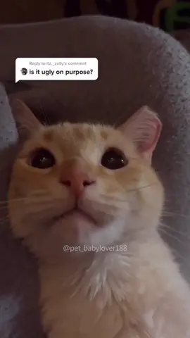 Screaming cat😿 #cat #cats #cutecat #catlover #catsoftiktok #fyp #foryou #foryoupage #funny #fypシ #funnycat #funnyvideos #funnytiktok #funnyanimals #kitty 