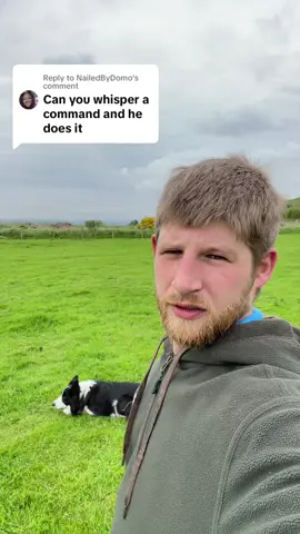 Replying to @NailedByDomo can i herd my dogs whispering only #fyp #dog #dogsoftiktok #funny #viral #tiktok 