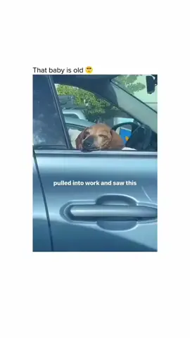 Funny and cute dogs compilation 🤣… #funnydog #funnypet #cutedog #dogsoftiktok #doglover #dog 