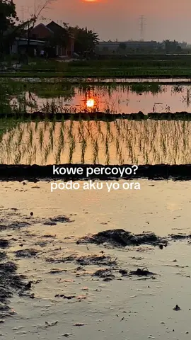 Nek kowe piye cah#jowopride #jowostory #fypシ #fyp #foryoupage #bahanswmu #4u #pemalang24jam #senja 