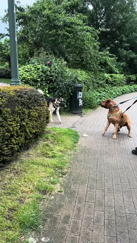 Mai are și el momente când se “transformă”🤷‍♂️#tosainu#câineciobănescgerman#fyp#foryou#câiniputernici#câineliber#botniță#fy#goviralvideo#reacție#tosainu#plimbare🐾🏞️🥰