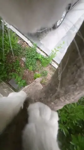 #catsoftiktok 