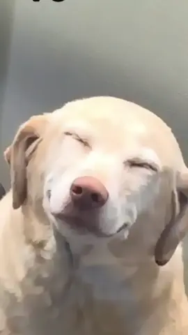 Funny dogs compilation 🤣  #funnydog #funnypet #cutedog #dogoftiktok #doglover #dog 