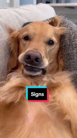 My dog found out a secret! #dog #goldenretriever #dogsoftiktok 