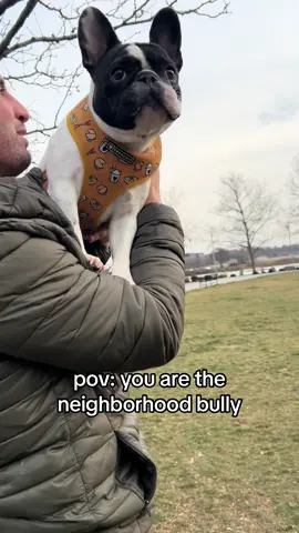WAIT FOR THE SHOVE SHE GIVES! #frenchie #frenchies #frenchbulldog #frenchbulldogs #frenchiesoftiktok #frenchbulldogsoftiktok #frenchiepuppy #frenchbulldogpuppy #frenchielove #frenchielife #frenchiemom 