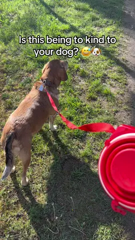 My dog loves it 😍 #dog #dogaccessories 