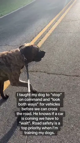 Teaching road safety to my dogs is a top priority of mine. Dogs need to learn that roads are not safe. Teaching my dogs a “stop” command is essential because what happens if they get loose and are about to head into the road where vehicles are driving. What happens when you’re playing fetch and their favorite ball goes into the road? They need to be taught road safety and boundaries. I show three examples of safe road crossings and one example of him not going into the road for his favorite ball in this video.  #roadsafety #dogs #DogTraining #trainyourdog #dogwalking #bigdog #boerboel #southafricanboerboel #brindle #training #train #safety 