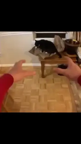 GATITOS  #fyp#textorojo#texto#paratiiiiiiiiiiiiiiiiiiiiiiiiiiiiiii#fypシ゚viral#parati#fypviral#fyppppppppppppppppppppppp 
