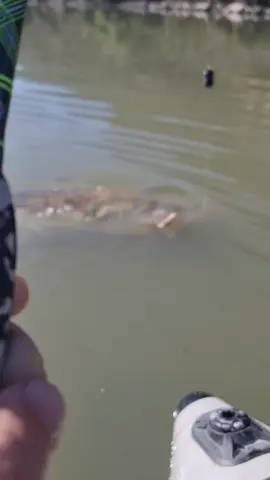 #fishing #pesca #wedkarstwo #catfish #siluro #sum #predatorfish #spinfishing #rivergishing #monsterfish #sports #deporte 