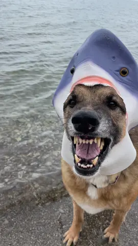Did you see it!? #shark #sharkattack #djangosmiles #smile  #dogsoftiktok #dog #fyp #foryou 