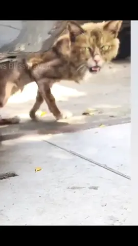 A hungry cat meets a kind man#animalsoftiktok #rescueanimals #rescuecat #rescue #fyp #cat 