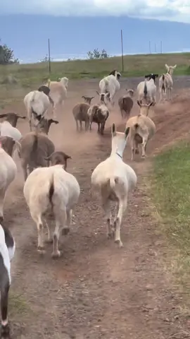 And they will still act like they’re starving. #fyp #goats #farm #farmtok #farmlife