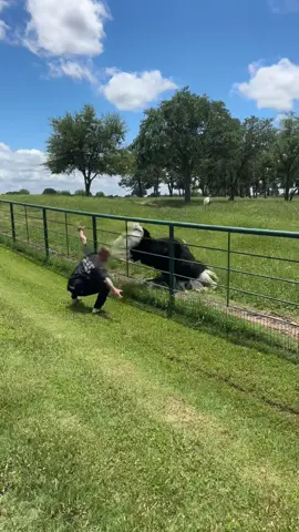 You cant take me anywhere 🤣🤣 always just clowning around, now just with my big bird friends hahaha go give BENDA RANCH a follow on the instrsgram they’re the best!  #fypage #livingmybestlife #goofingaround #ostrich #doyourdance 
