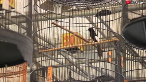 full sujud, full materi, mewah pokoknya. #kicaumanianusantara #viral #kicaumaniaindonesia #muraibatu #cucakijo #kacer #murai #pecintaburung #hobby 