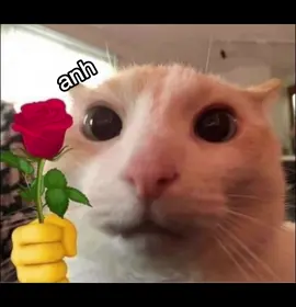 Part 7. Vui chút chút #xuhuongtiktok #xuhuong #trending #trendingvideo #trend #cat #dopamine #meow 