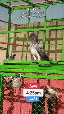 MashaAllah ♥️ Chapra king👑 #AhsanShah #Mianwali #pigeons #pigeonvideos #pigeontiktok #kabotarbazi #kabotar #foryou #viral #viralvideos #chapry 