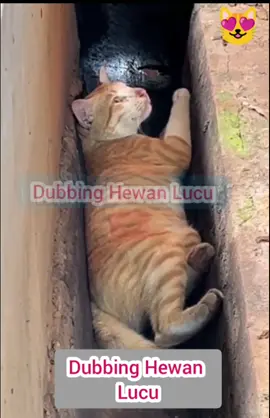 Kucing Lucu #kucing #kucingĺucu #kucingtiktok