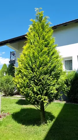 #fyp #fy #foryoupage #dhezipahiri #albanische #furdich #satysfaction #satysfying #goviral #prunning #professionals #stihl #gardenkeeper #gardening #gardenia #gardenproject #gardenbau #greennature #gardendekorsoni #pej #istog #decan #klina #prizeren #kosovoisalbania🇦🇱🇽🇰 #maestro #prunning #topiary #bellenature #lesjardins 