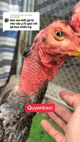 Trả lời @Hiệp Nguyễn😁 đây nhé ae #gachoivietnam #?gachoivietnam🐓🐓🐓 #quyenbavi #bottomquyenbavi #benhgachoi #gaviet #gachoiviet 