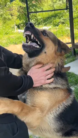 #agressive #extreme #dog #dogsoftiktok #dogs #animals #shepherd #germanshepherd #овчарка #собака #пес #animal 