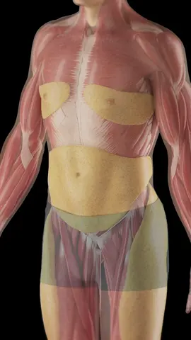 💥 What’s the Deal with Belly Fat? 💥 Dive into our quick guide on subcutaneous belly fat — why it accumulates and how to fight it! Stay healthy with simple tips from #SciePro. #FitnessJourney #HealthyTips #EduTikTok #Fitness #obesity #overweight #Science #medical #med #medstudent #workout #physio #3d #vray #animation #anatomy