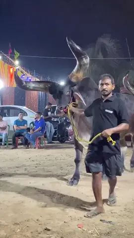 Conoce al ganado Kankrej o Guzerat de la India 🇮🇳 Fué la primera raza Cebú en llegar a Brasil.  Fué traído de la India en 1870. La raza fué la única que sobrevivió al período de la Gran Sequía de 1978-1983 en la región noreste de Brasil. 🫎🫎🫎🫎🫎🫎🫎🫎🫎🫎