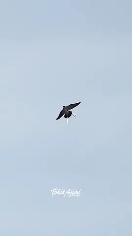 Female Peregrine Falcon hunts a big Sea Bird to feed her four Offsprings. First I thought it was a Tern but I believe it is a gull. What kind of bird do you think she hunted? #falcon ##peregrinefalcon #birdsofprey #epic 