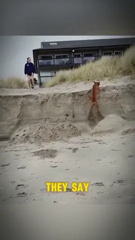 part 1 | funny dog 🤣🤣🤣#dog #funnydog #cutedog #dogsoftiktok #servicedogs #fyp #foryou #foryoupage 