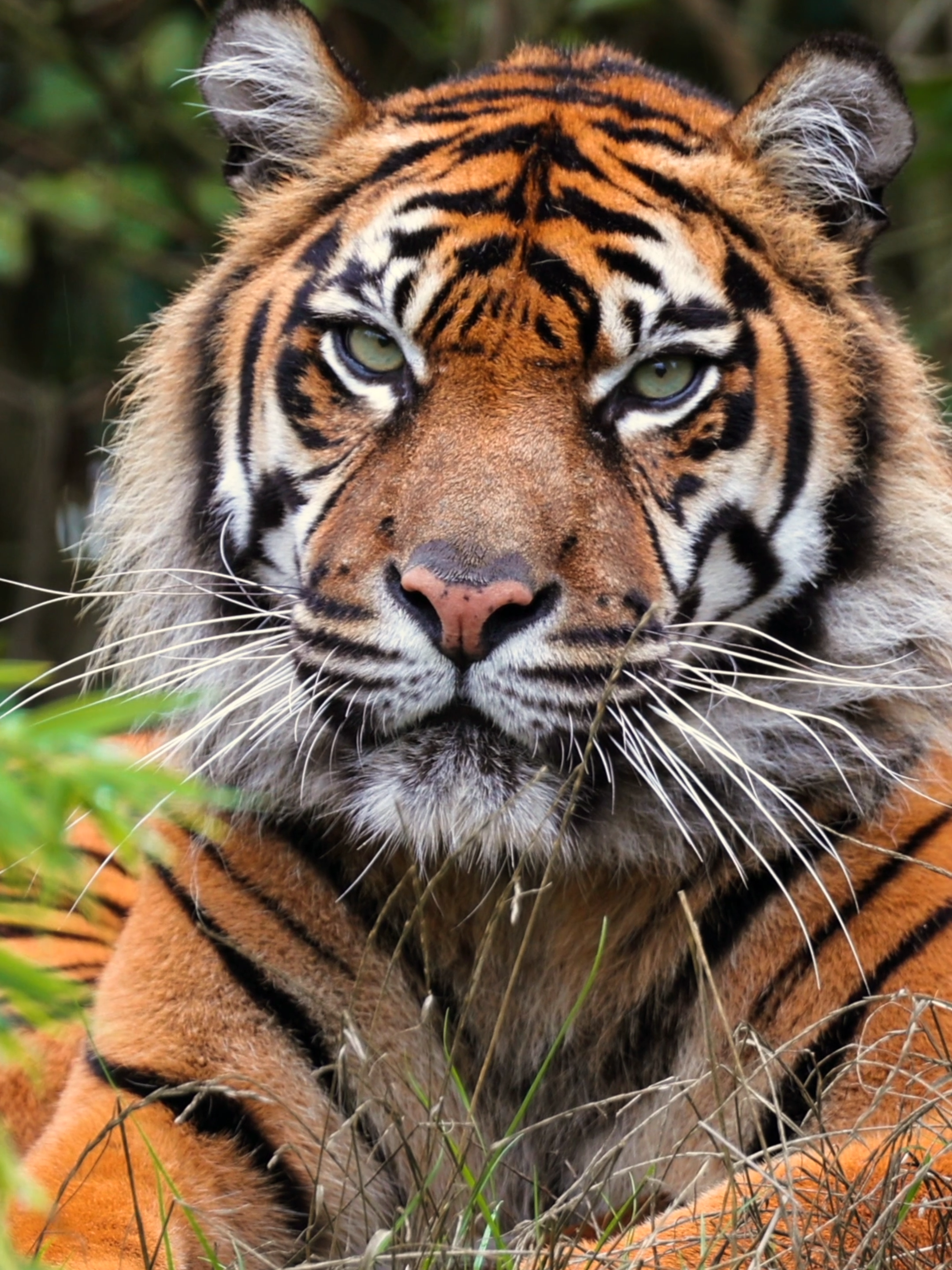🎉 Happy 18th birthday to our chatty Sumatran tiger Kirana! 🎉 #tiger  #sumatrantiger  #bigcat  #beautifulanimals  #birthdaygirl