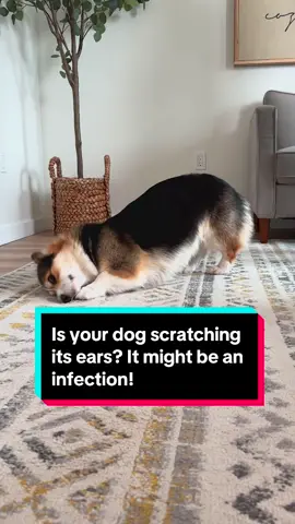 Dog scratching its ears? It might be an infection. Watch out for these signs. . . . . . #oxyfresh #howto #PetsOfTikTok #petlife #pethealth #pettips #pethealthtips #dogtips #doghealthtips #doghealth #dogproducts #dogproblems