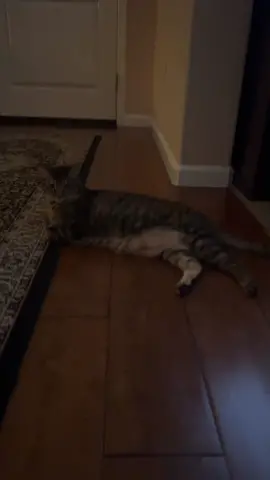 My Little Big Belly Chonk 🐻‍❄️🍯🐻‍❄️🐻🍯🐻 #animalsoftiktok #catsoftiktok #Foryoupage #fyppppp #Repost #cutestcatsever #ChaCha #Somanycats #catcafefun #somuchfun #CatCafelove #Foryoupage #Shopping #mylove #Nature #exposure #catfupa #catsoftiktok #kittens #fluffycatv#ilovecats #Catsandcars #donuts #Cake #cupcakes #4u #gatos #minisojapan #sanrio #meow #pumpkin #muffin #biscuits #hellokittyandfriends #gift #Fattieccat #mymelodycat 